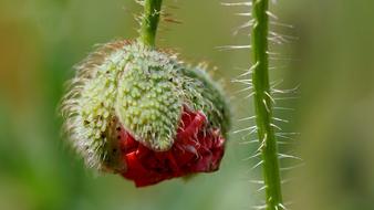 Nature Plant Close Up