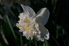 Narcissus Amaryllis Plant Flower