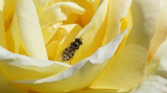 Flower Nature Wallpaper