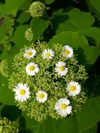 Daisy Flower Garden Hydrangea