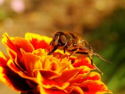 bee at the flower