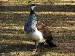 Animals Birds Nature