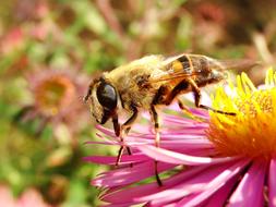 Nature Insect Apiformes