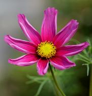Flower Pink Flowers