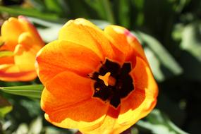 Tulip Tulips Flower
