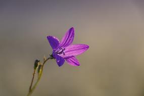 Bell Flower Macro