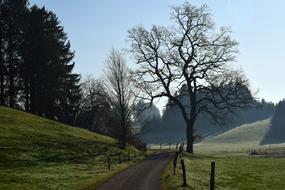 Tree Landscape Nature