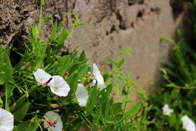 Flower White Flowers