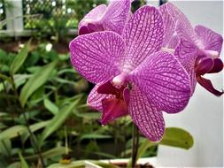Orchid Potted Plants Precious