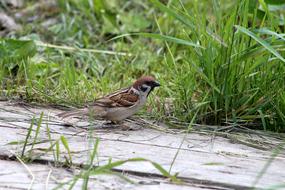 Sparrow Passer Montanus Bird