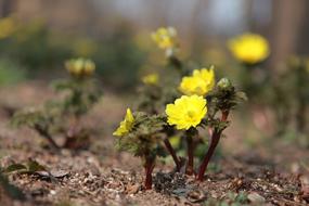 Nature yellow flowers macro blur