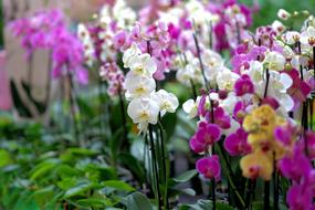 Orchid Flower Blossom