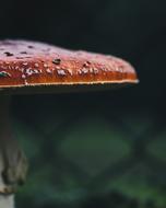 No One Eating At The Court Of