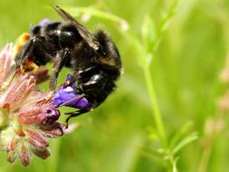 Apiformes Nature Insect