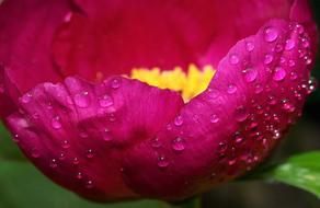 dewdrop flower bud
