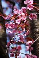 Tree Flower Branch