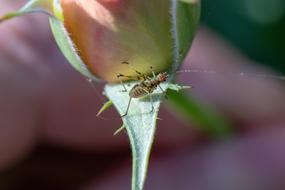 Nature Insect Grasshopper Still So
