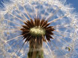 Dandelion Nature Flora