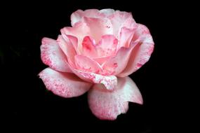 Flower Rose Petals The