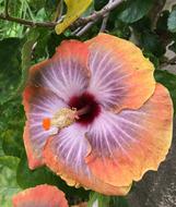 Hibiscus Orange Petals