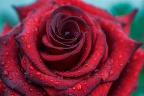 red water plant