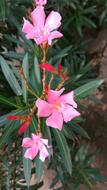 Flora Flower Nature