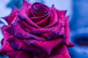 Beautiful Rose Flower macro blur