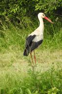 Stork Spring White