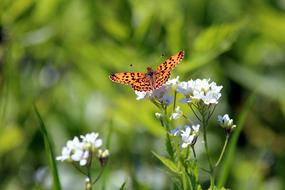 Butterfly Flower Redhead
