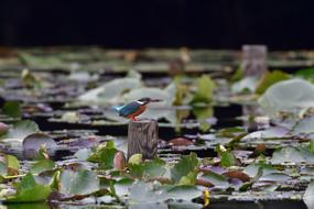 Bird Natural Wild Animals