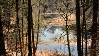 lake leaves forest trees