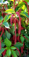 Red-Hot Cat Tail Acalypha Long