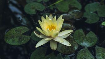 Flower Lotus Water