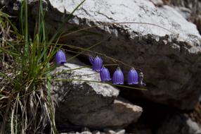 Bellflower Flower Violet