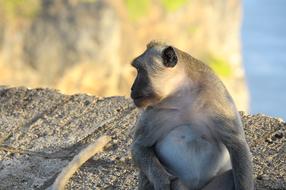 Nature Wildlife Animal