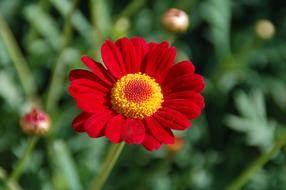 Nature Plant Summer