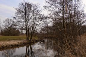 Nature Tree