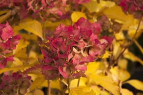 Autumn Flowers Hydrangea