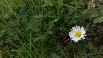 Plant Nature Flower