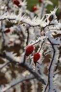 Winter Hoarfrost Nature