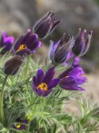 Nature Flower Plant