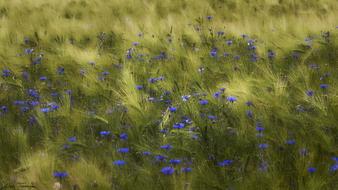 Meadow Flower Field
