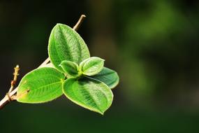 Leaf Nature Plant