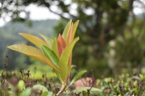 Nature Flora Leaf