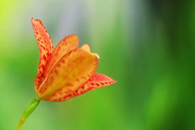 Nature Leaf Flower