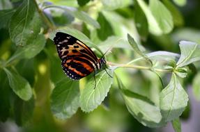 Nature Butterfly Insect