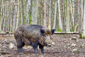 Boar Nature Wild Animal