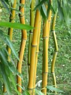 Bamboo Leaves Wood