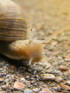snail yellow earth