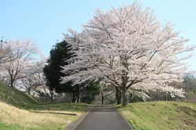 Wood Landscape Seasonal